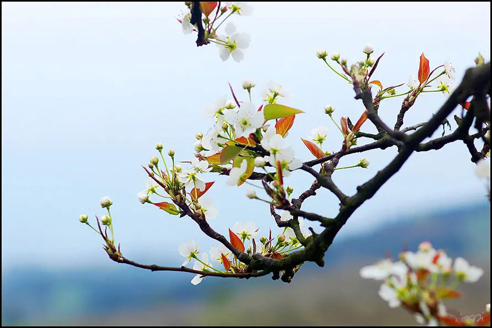 【春天,广西桂林灌阳县向您发出邀请!】我们在灌阳看梨花 - 游山玩水 - 牡丹江生活社区 - 牡丹江28生活网 mdj.28life.com