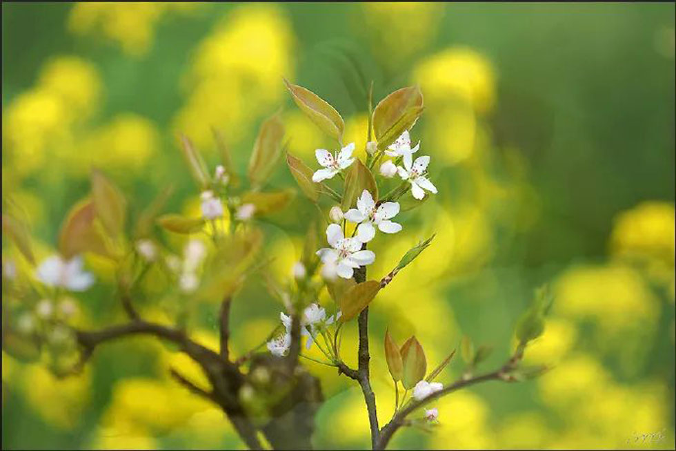 【春天,广西桂林灌阳县向您发出邀请!】我们在灌阳看梨花 - 游山玩水 - 牡丹江生活社区 - 牡丹江28生活网 mdj.28life.com