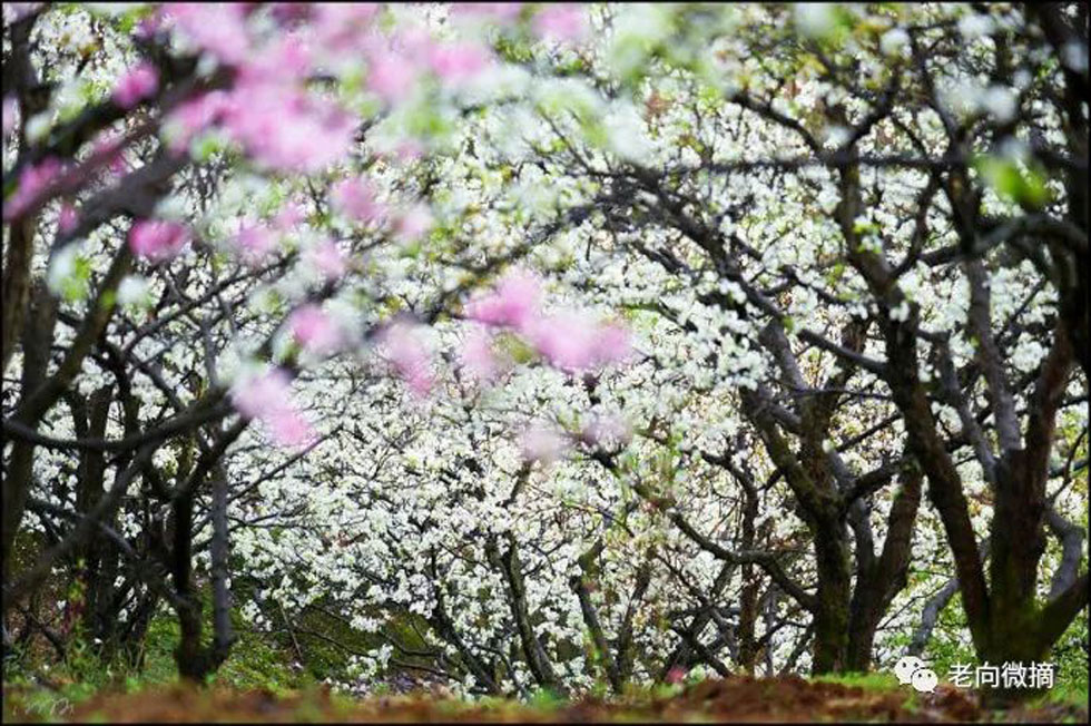 【春天,广西桂林灌阳县向您发出邀请!】我们在灌阳看梨花 - 游山玩水 - 牡丹江生活社区 - 牡丹江28生活网 mdj.28life.com