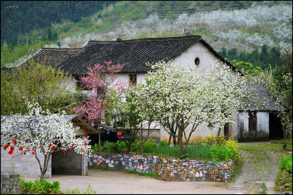 【春天,广西桂林灌阳县向您发出邀请!】我们在灌阳看梨花 - 游山玩水 - 牡丹江生活社区 - 牡丹江28生活网 mdj.28life.com