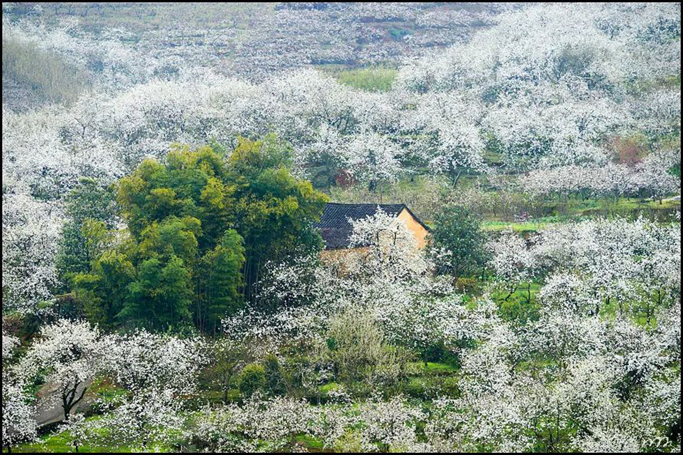 【春天,广西桂林灌阳县向您发出邀请!】我们在灌阳看梨花 - 游山玩水 - 牡丹江生活社区 - 牡丹江28生活网 mdj.28life.com