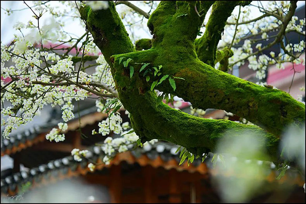 【春天,广西桂林灌阳县向您发出邀请!】我们在灌阳看梨花 - 游山玩水 - 牡丹江生活社区 - 牡丹江28生活网 mdj.28life.com