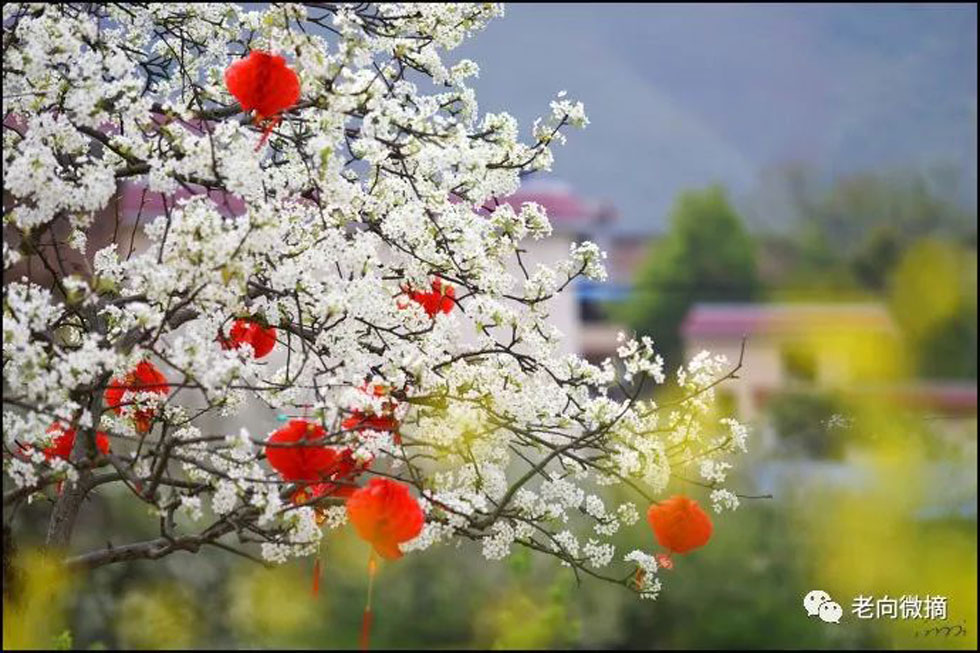 【春天,广西桂林灌阳县向您发出邀请!】我们在灌阳看梨花 - 游山玩水 - 牡丹江生活社区 - 牡丹江28生活网 mdj.28life.com