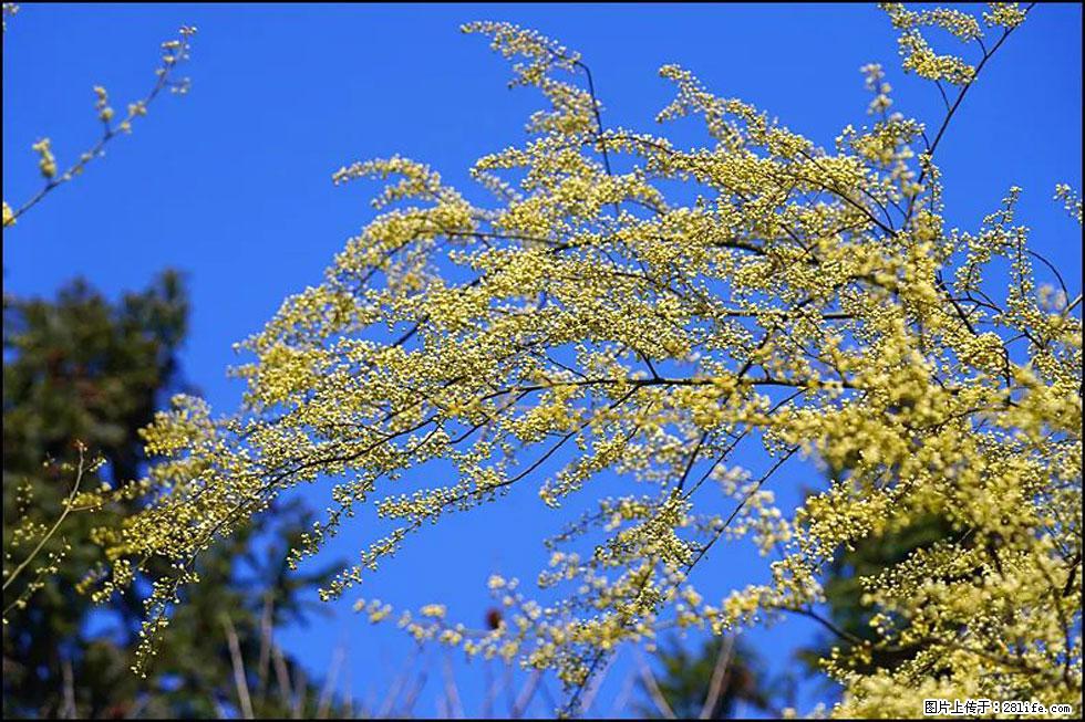 【春天，广西桂林灌阳县向您发出邀请！】米珠山前有片山苍子花在飘香 - 游山玩水 - 牡丹江生活社区 - 牡丹江28生活网 mdj.28life.com
