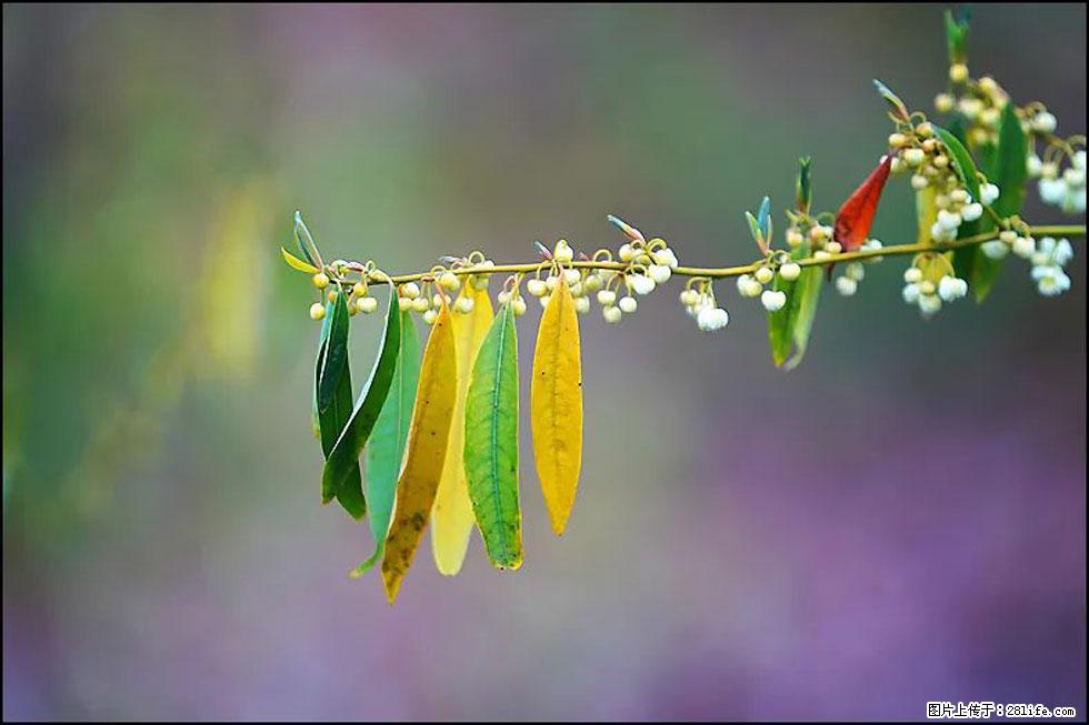 【春天，广西桂林灌阳县向您发出邀请！】米珠山前有片山苍子花在飘香 - 游山玩水 - 牡丹江生活社区 - 牡丹江28生活网 mdj.28life.com