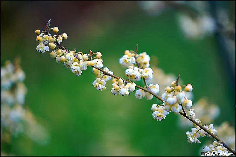 【春天，广西桂林灌阳县向您发出邀请！】米珠山前有片山苍子花在飘香 - 游山玩水 - 牡丹江生活社区 - 牡丹江28生活网 mdj.28life.com