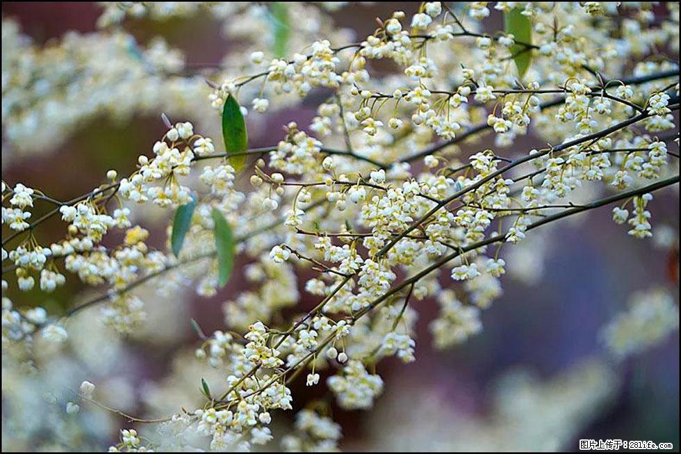 【春天，广西桂林灌阳县向您发出邀请！】米珠山前有片山苍子花在飘香 - 游山玩水 - 牡丹江生活社区 - 牡丹江28生活网 mdj.28life.com