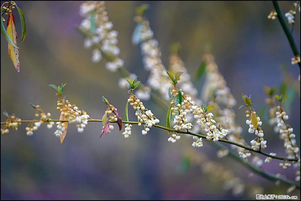 【春天，广西桂林灌阳县向您发出邀请！】米珠山前有片山苍子花在飘香 - 游山玩水 - 牡丹江生活社区 - 牡丹江28生活网 mdj.28life.com