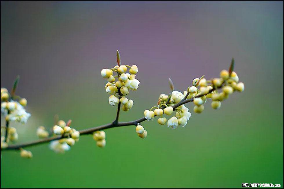 【春天，广西桂林灌阳县向您发出邀请！】米珠山前有片山苍子花在飘香 - 游山玩水 - 牡丹江生活社区 - 牡丹江28生活网 mdj.28life.com