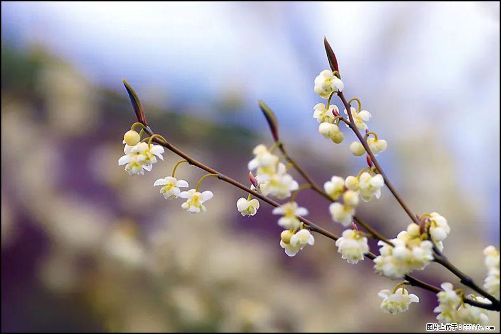 【春天，广西桂林灌阳县向您发出邀请！】米珠山前有片山苍子花在飘香 - 游山玩水 - 牡丹江生活社区 - 牡丹江28生活网 mdj.28life.com
