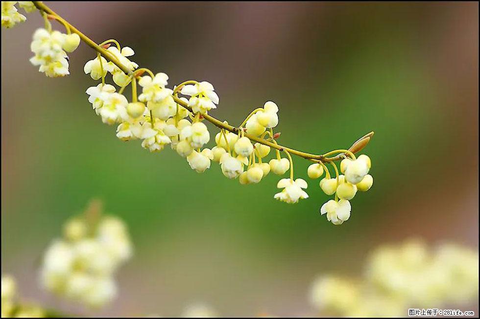 【春天，广西桂林灌阳县向您发出邀请！】米珠山前有片山苍子花在飘香 - 游山玩水 - 牡丹江生活社区 - 牡丹江28生活网 mdj.28life.com