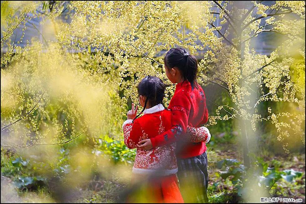 【春天，广西桂林灌阳县向您发出邀请！】米珠山前有片山苍子花在飘香 - 游山玩水 - 牡丹江生活社区 - 牡丹江28生活网 mdj.28life.com