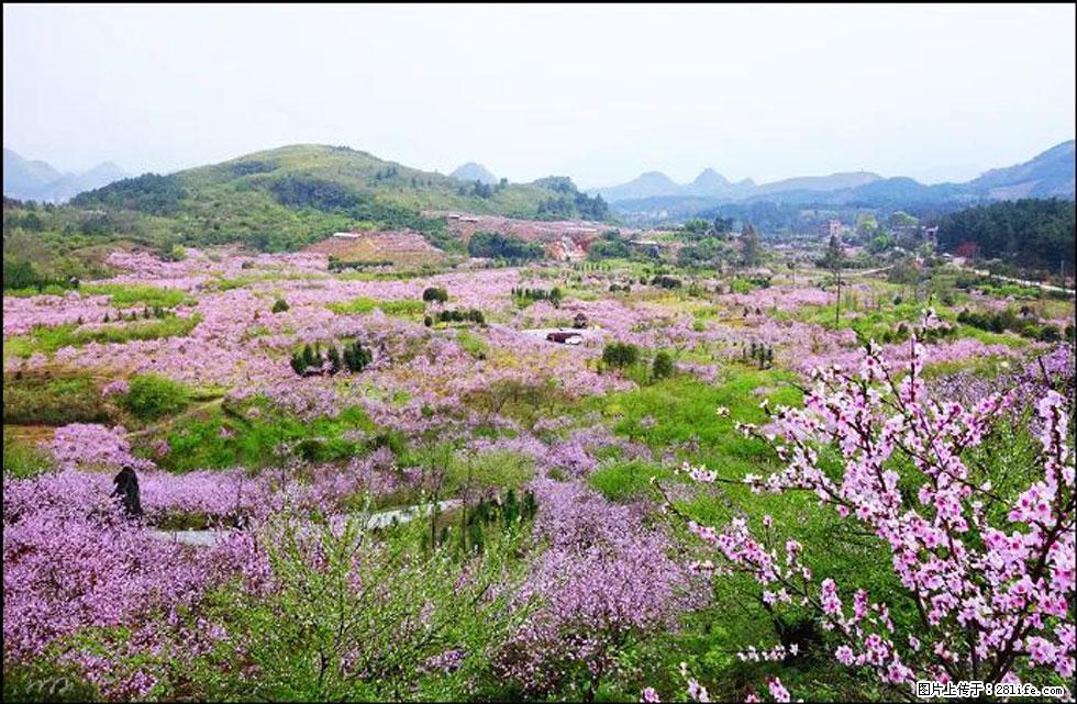 【春天，广西桂林灌阳县向您发出邀请！】官庄村有个醉美的桃花园 - 游山玩水 - 牡丹江生活社区 - 牡丹江28生活网 mdj.28life.com
