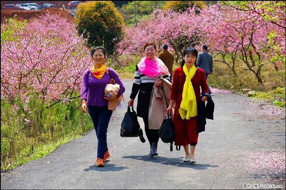 【春天，广西桂林灌阳县向您发出邀请！】官庄村有个醉美的桃花园 - 游山玩水 - 牡丹江生活社区 - 牡丹江28生活网 mdj.28life.com