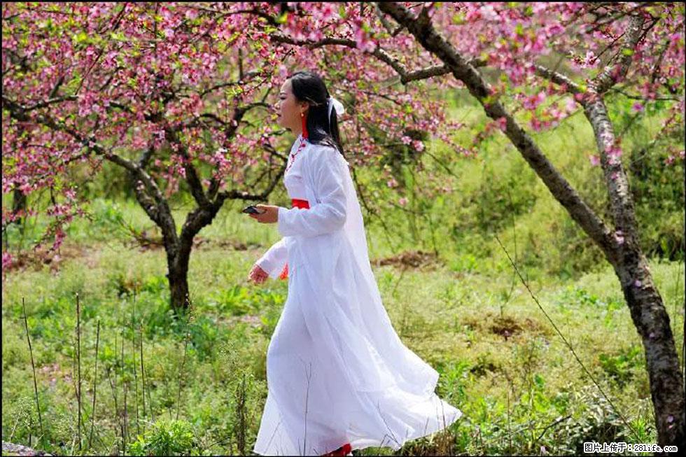 【春天，广西桂林灌阳县向您发出邀请！】官庄村有个醉美的桃花园 - 游山玩水 - 牡丹江生活社区 - 牡丹江28生活网 mdj.28life.com