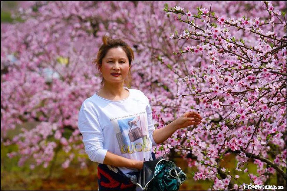 【春天，广西桂林灌阳县向您发出邀请！】官庄村有个醉美的桃花园 - 游山玩水 - 牡丹江生活社区 - 牡丹江28生活网 mdj.28life.com