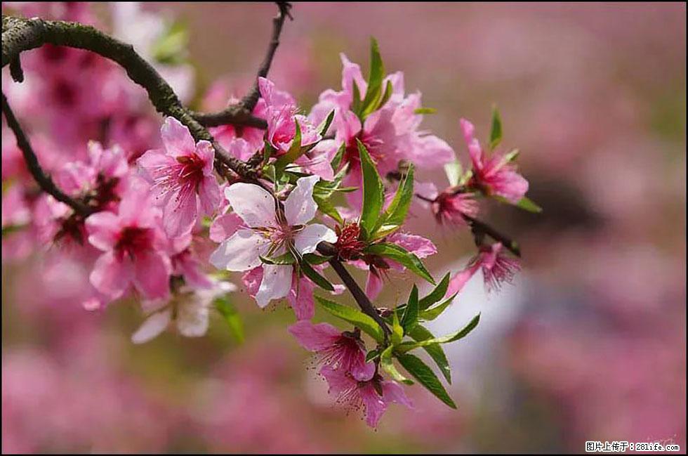 【春天，广西桂林灌阳县向您发出邀请！】官庄村有个醉美的桃花园 - 游山玩水 - 牡丹江生活社区 - 牡丹江28生活网 mdj.28life.com