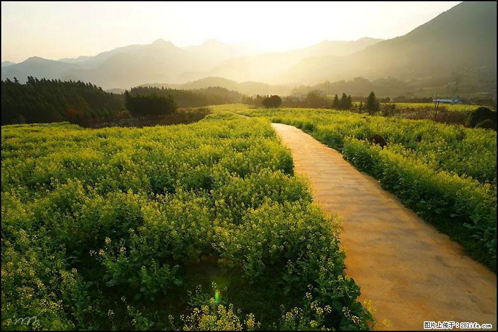 【春天,广西桂林灌阳县向您发出邀请!】长坪村油菜盛情花开 - 游山玩水 - 牡丹江生活社区 - 牡丹江28生活网 mdj.28life.com