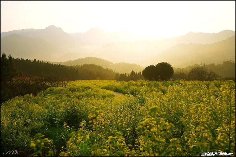 【春天,广西桂林灌阳县向您发出邀请!】长坪村油菜盛情花开 - 游山玩水 - 牡丹江生活社区 - 牡丹江28生活网 mdj.28life.com