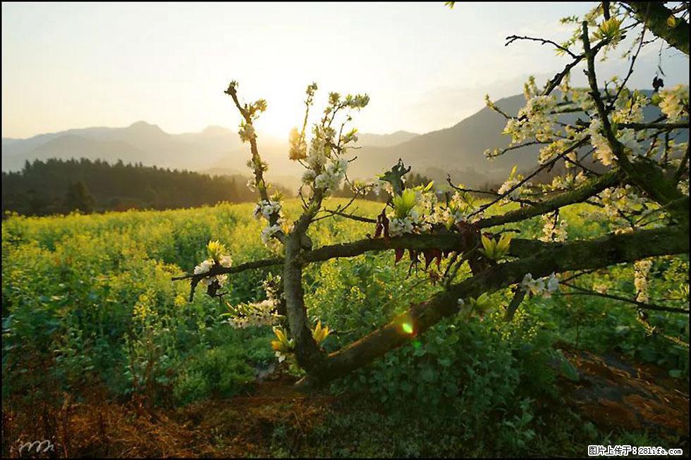 【春天,广西桂林灌阳县向您发出邀请!】长坪村油菜盛情花开 - 游山玩水 - 牡丹江生活社区 - 牡丹江28生活网 mdj.28life.com