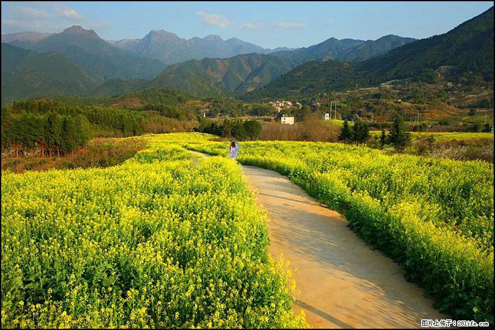 【春天,广西桂林灌阳县向您发出邀请!】长坪村油菜盛情花开 - 游山玩水 - 牡丹江生活社区 - 牡丹江28生活网 mdj.28life.com