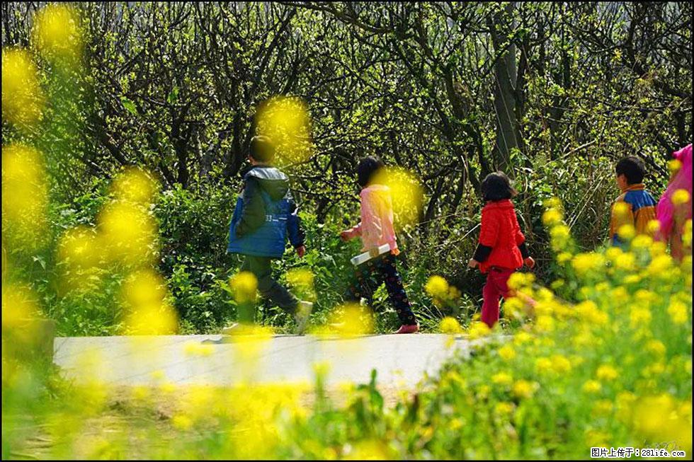 【春天,广西桂林灌阳县向您发出邀请!】长坪村油菜盛情花开 - 游山玩水 - 牡丹江生活社区 - 牡丹江28生活网 mdj.28life.com