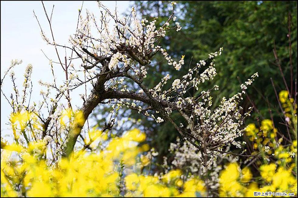 【春天,广西桂林灌阳县向您发出邀请!】长坪村油菜盛情花开 - 游山玩水 - 牡丹江生活社区 - 牡丹江28生活网 mdj.28life.com