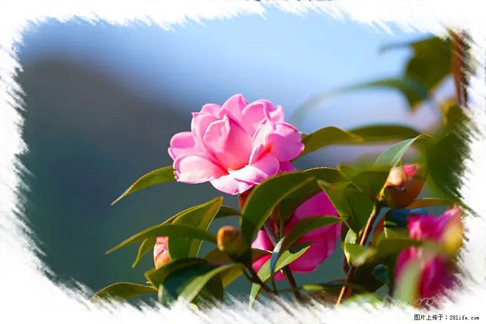 【春天,广西桂林灌阳县向您发出邀请!】杨柳井茶花惹人爱 - 游山玩水 - 牡丹江生活社区 - 牡丹江28生活网 mdj.28life.com