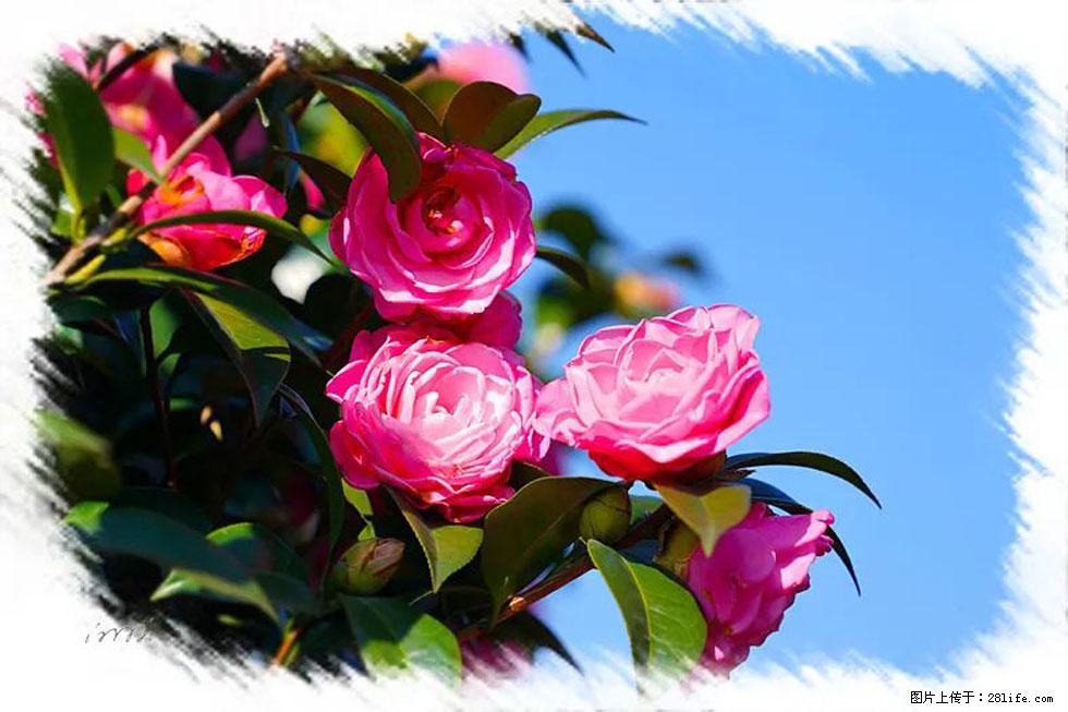 【春天,广西桂林灌阳县向您发出邀请!】杨柳井茶花惹人爱 - 游山玩水 - 牡丹江生活社区 - 牡丹江28生活网 mdj.28life.com