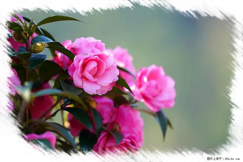 【春天,广西桂林灌阳县向您发出邀请!】杨柳井茶花惹人爱 - 游山玩水 - 牡丹江生活社区 - 牡丹江28生活网 mdj.28life.com