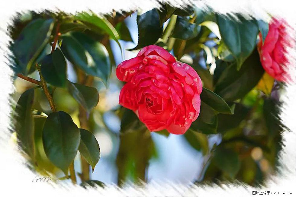 【春天,广西桂林灌阳县向您发出邀请!】杨柳井茶花惹人爱 - 游山玩水 - 牡丹江生活社区 - 牡丹江28生活网 mdj.28life.com