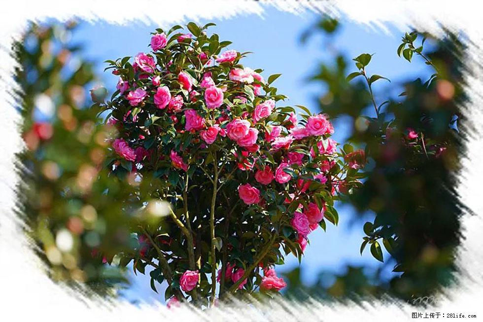 【春天,广西桂林灌阳县向您发出邀请!】杨柳井茶花惹人爱 - 游山玩水 - 牡丹江生活社区 - 牡丹江28生活网 mdj.28life.com