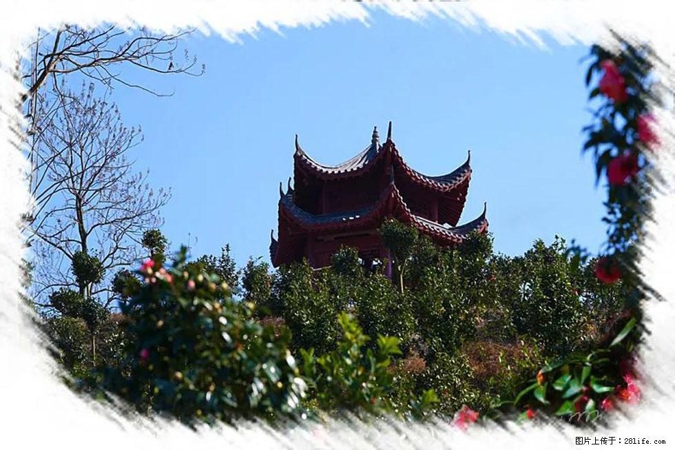 【春天,广西桂林灌阳县向您发出邀请!】杨柳井茶花惹人爱 - 游山玩水 - 牡丹江生活社区 - 牡丹江28生活网 mdj.28life.com