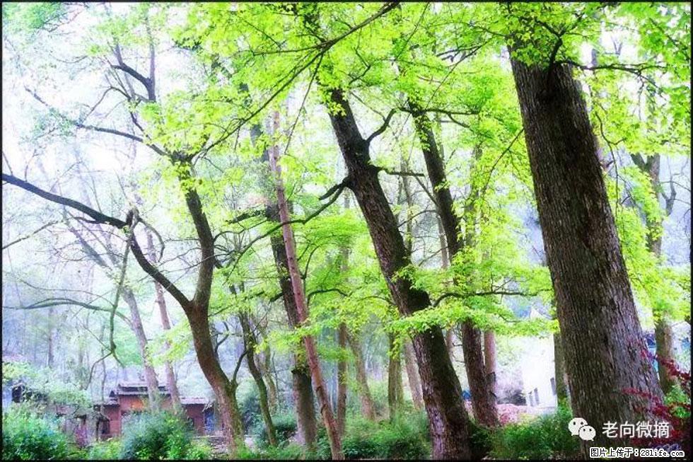 【春天，广西桂林灌阳县向您发出邀请！】在小龙村与春天约会 - 游山玩水 - 牡丹江生活社区 - 牡丹江28生活网 mdj.28life.com