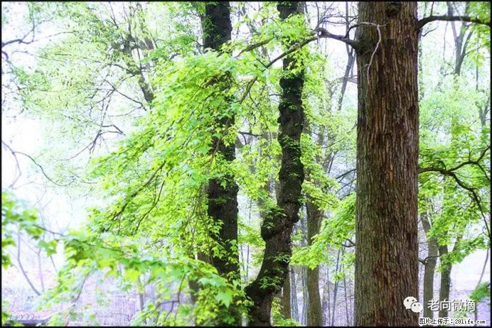 【春天，广西桂林灌阳县向您发出邀请！】在小龙村与春天约会 - 游山玩水 - 牡丹江生活社区 - 牡丹江28生活网 mdj.28life.com