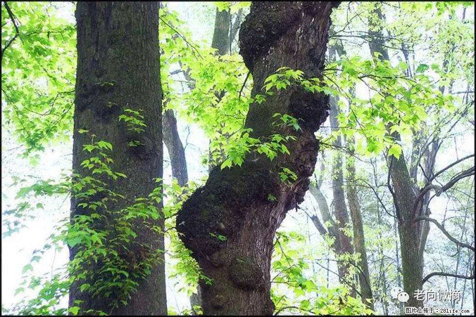 【春天，广西桂林灌阳县向您发出邀请！】在小龙村与春天约会 - 游山玩水 - 牡丹江生活社区 - 牡丹江28生活网 mdj.28life.com