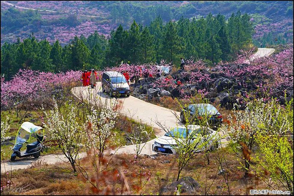 【春天，广西桂林灌阳县向您发出邀请！】望月岭上桃花开 - 游山玩水 - 牡丹江生活社区 - 牡丹江28生活网 mdj.28life.com