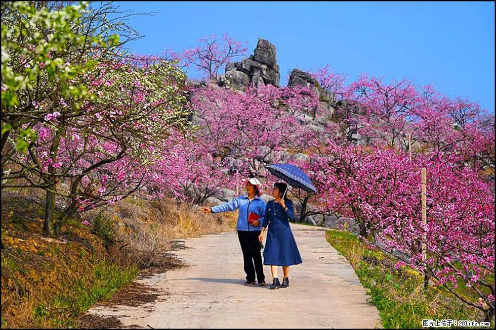 【春天，广西桂林灌阳县向您发出邀请！】望月岭上桃花开 - 游山玩水 - 牡丹江生活社区 - 牡丹江28生活网 mdj.28life.com