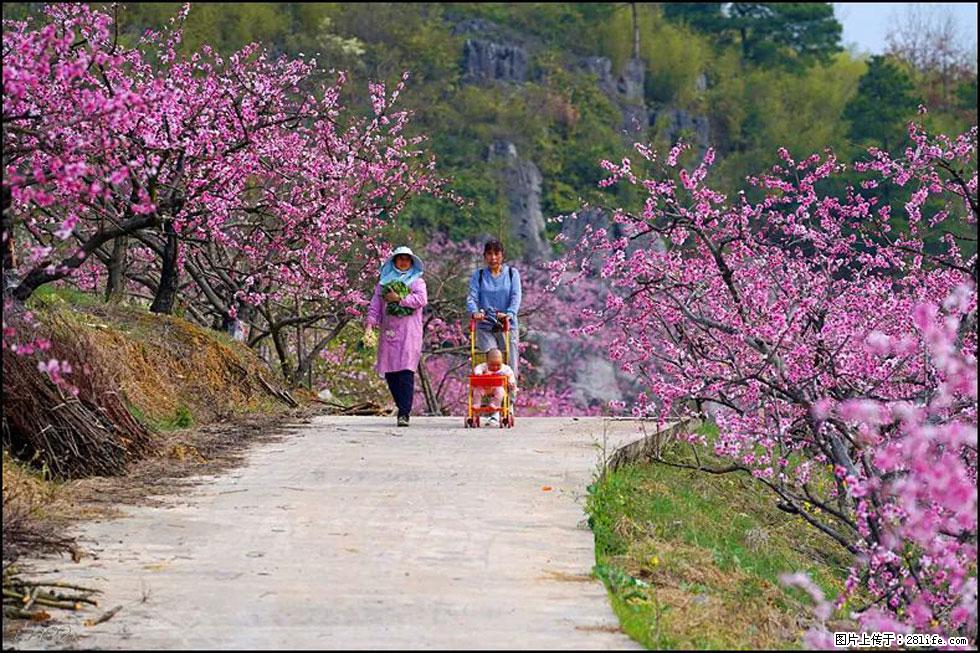 【春天，广西桂林灌阳县向您发出邀请！】望月岭上桃花开 - 游山玩水 - 牡丹江生活社区 - 牡丹江28生活网 mdj.28life.com
