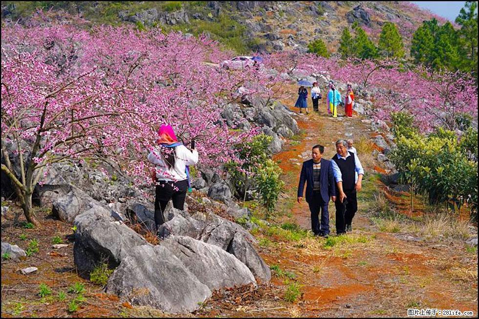【春天，广西桂林灌阳县向您发出邀请！】望月岭上桃花开 - 游山玩水 - 牡丹江生活社区 - 牡丹江28生活网 mdj.28life.com
