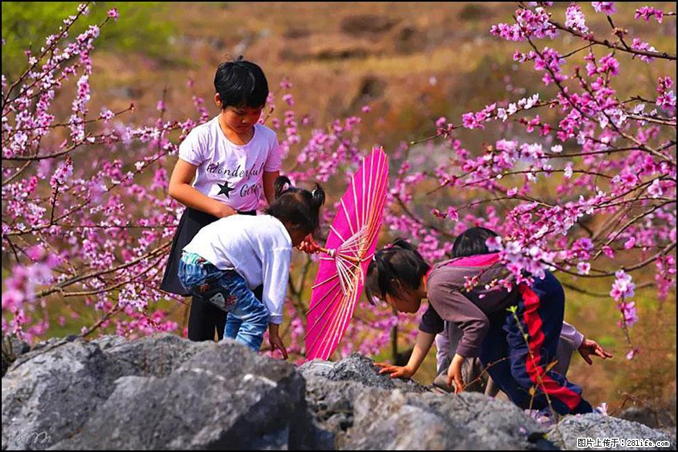 【春天，广西桂林灌阳县向您发出邀请！】望月岭上桃花开 - 游山玩水 - 牡丹江生活社区 - 牡丹江28生活网 mdj.28life.com