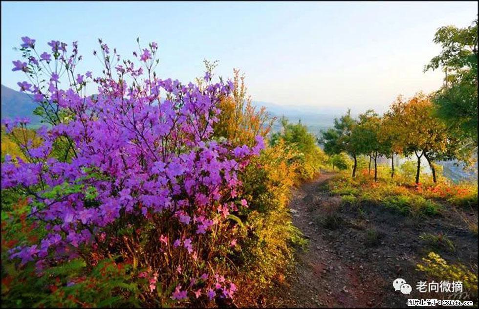 【春天，广西桂林灌阳县向您发出邀请！】登麒麟山，相约映山红 - 游山玩水 - 牡丹江生活社区 - 牡丹江28生活网 mdj.28life.com