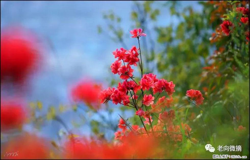 【春天，广西桂林灌阳县向您发出邀请！】登麒麟山，相约映山红 - 游山玩水 - 牡丹江生活社区 - 牡丹江28生活网 mdj.28life.com