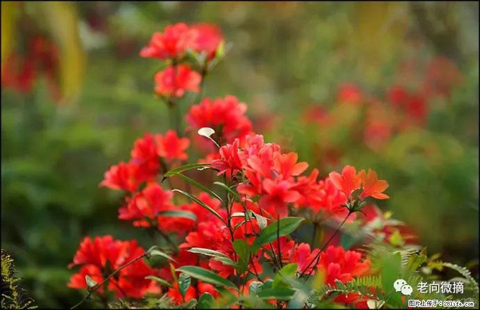 【春天，广西桂林灌阳县向您发出邀请！】登麒麟山，相约映山红 - 游山玩水 - 牡丹江生活社区 - 牡丹江28生活网 mdj.28life.com