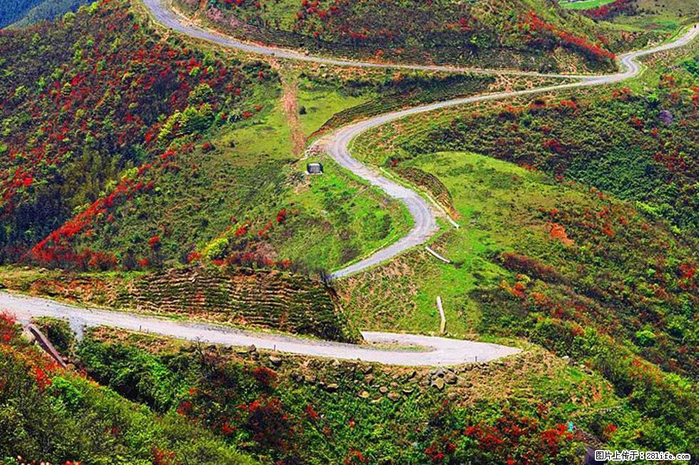 【春天，广西桂林灌阳县向您发出邀请！】春木界上映山红 - 游山玩水 - 牡丹江生活社区 - 牡丹江28生活网 mdj.28life.com