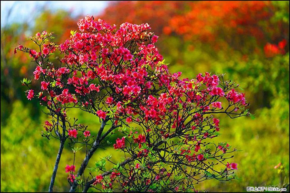 【春天，广西桂林灌阳县向您发出邀请！】春木界上映山红 - 游山玩水 - 牡丹江生活社区 - 牡丹江28生活网 mdj.28life.com