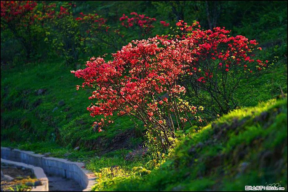 【春天，广西桂林灌阳县向您发出邀请！】春木界上映山红 - 游山玩水 - 牡丹江生活社区 - 牡丹江28生活网 mdj.28life.com