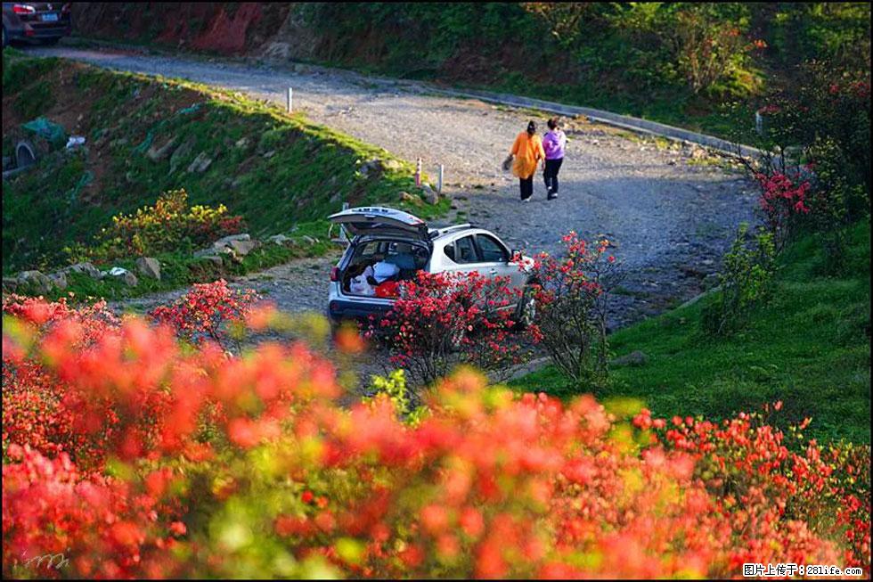 【春天，广西桂林灌阳县向您发出邀请！】春木界上映山红 - 游山玩水 - 牡丹江生活社区 - 牡丹江28生活网 mdj.28life.com