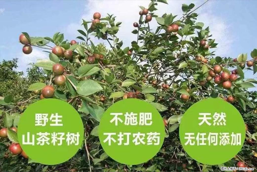 【灌阳县油茶产业示范区】一个有着充实的精神生活的人,对待身外之物自会有一种淡泊的态度 - 土特产 - 饮食特产 - 牡丹江分类信息 - 牡丹江28生活网 mdj.28life.com