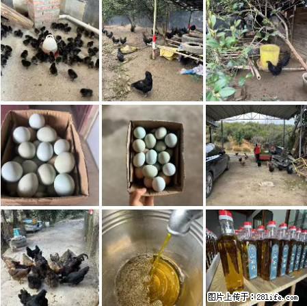 油茶园从小鸡仔开始养起的纯土鸡、土鸡蛋可以预定啦！还有前几天刚榨的纯山茶油哦 - 美食天地 - 牡丹江生活社区 - 牡丹江28生活网 mdj.28life.com